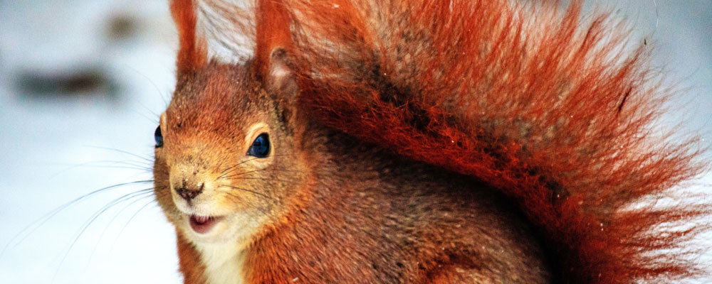 Rotes Eichhörnchen schaut neugierig in einer winterlichen Landschaft.