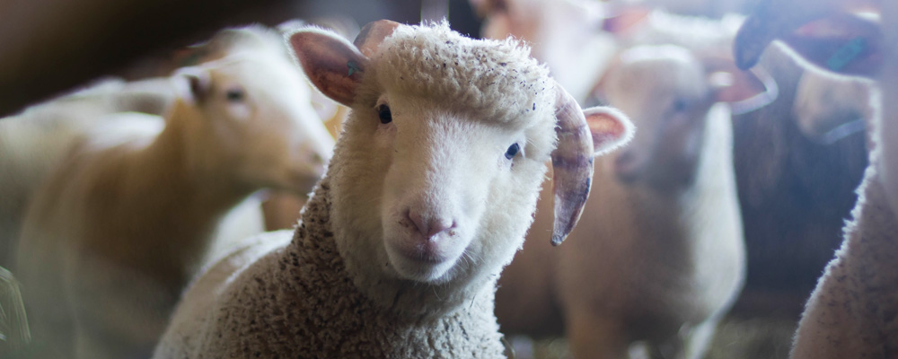Ein junges Schaf bzw. Lamm schaut neugierig in einer Schafsherde.
