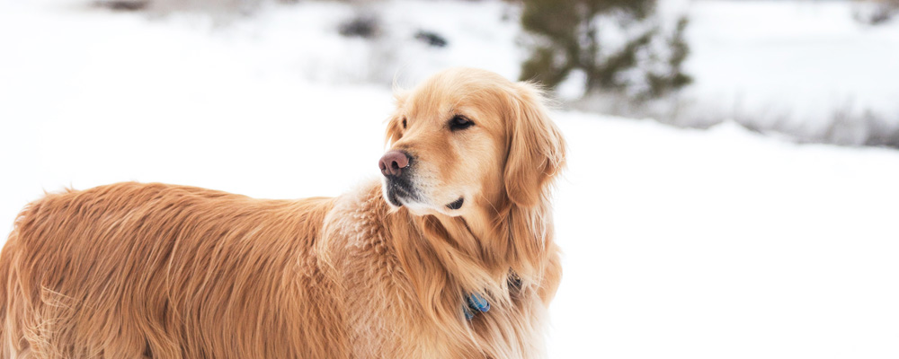 Ein brauner Hund in einer Schneelandschaft.