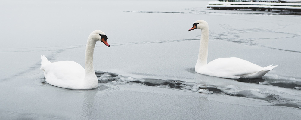 Zwei Schwäne im vereisten Wasser in der Nähe eines Stiegs am See.