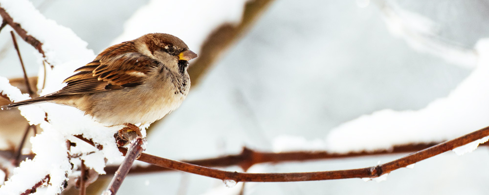 Ein kleiner Spatz sitzen auf einem Ast im Winter voller Schnee.