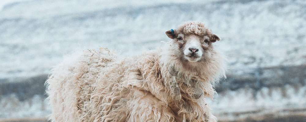 Ein weißes Schaf steht am Rand eines Berges.