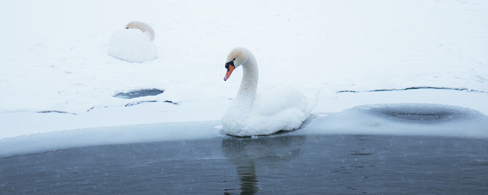 Ein weißer Schwan am eiskalten Wasser - Rand eines Sees.