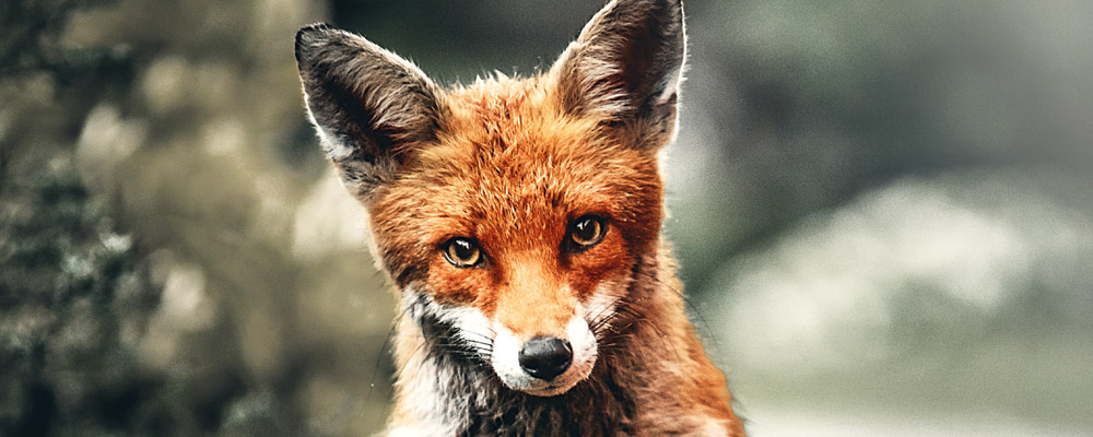 Ein junger, roter Fuchs schaut neugierig.