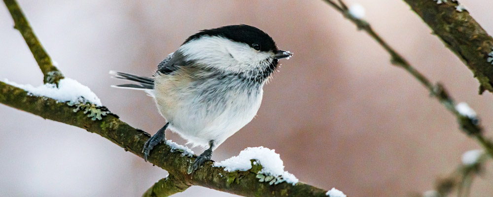 Ein kleiner Vogel auf einem Ast umgeben von bisschen Schnee.