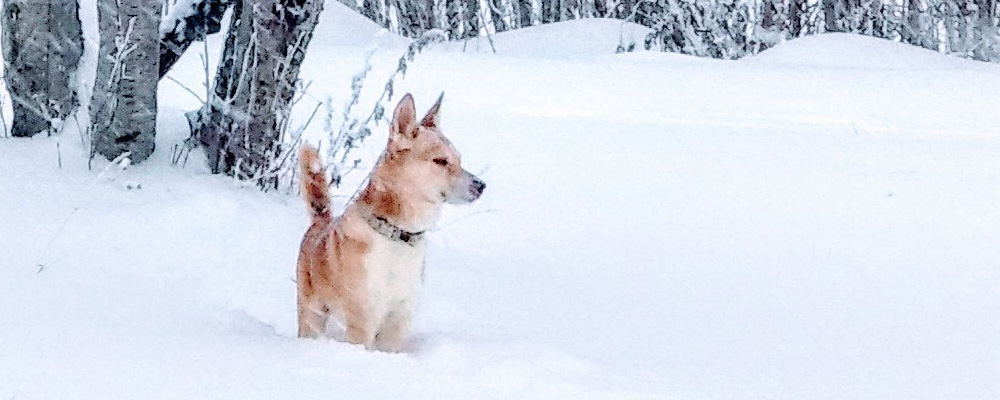 Ein kleiner weiß-brauner Hund tief im Schnee am Waldesrand.