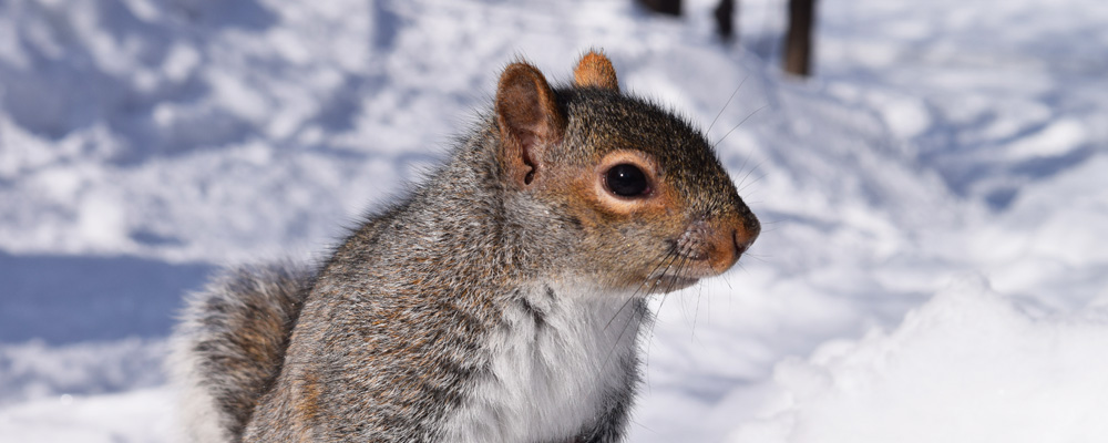 Grau-braunes Eichhörnchen an einem sonnigen Wintertag.