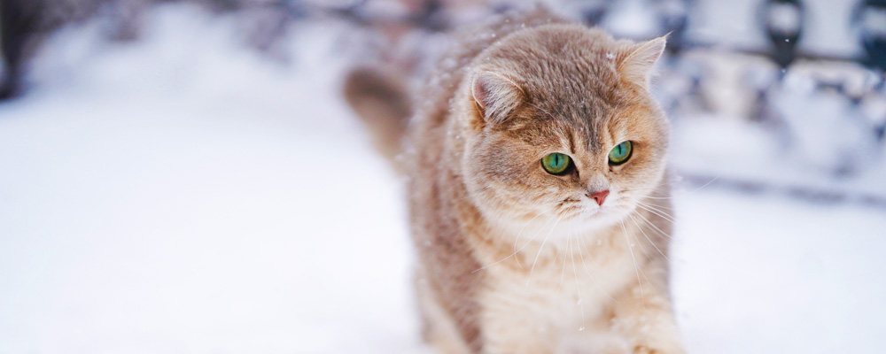 Fluffige Katze an einem winterlichen Tag im Schnee.