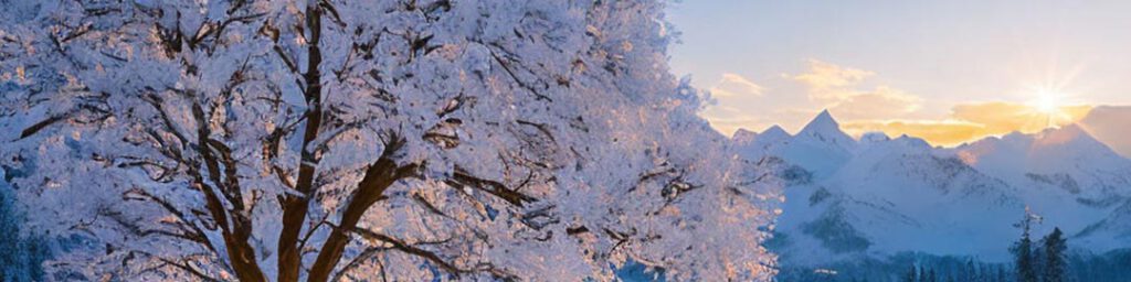 Baum mit Schnee und Sonne in der Winterlandschaft