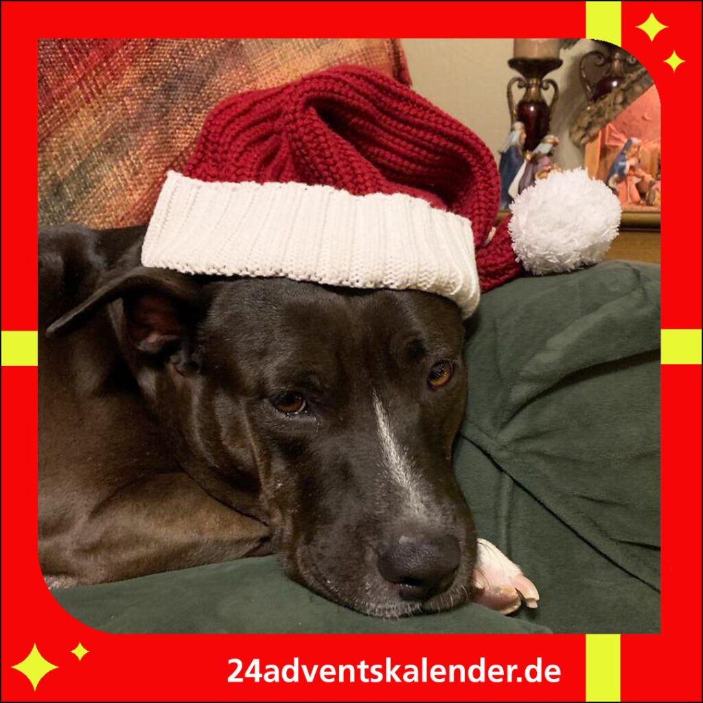 Hund humorvoll kleiden zur Weihnachtszeit, um alle mit einem Weihnachtsbaum-Outfit und bunten Lichtern zu amüsieren.