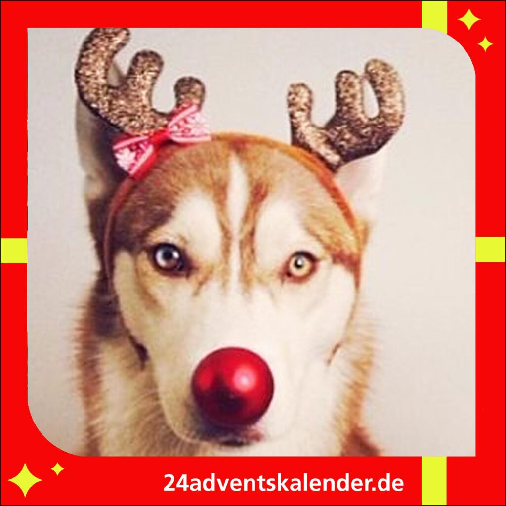 Hund im witzigen Weihnachtskostüm, das ihn als lustigen Geschenkekorb mit bunten Bändern und Schleifen zeigt.
