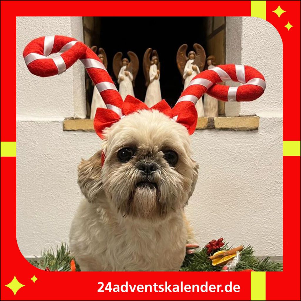 Den Hund mit Humor am Weihnachten verkleiden und für gute Laune sorgen.