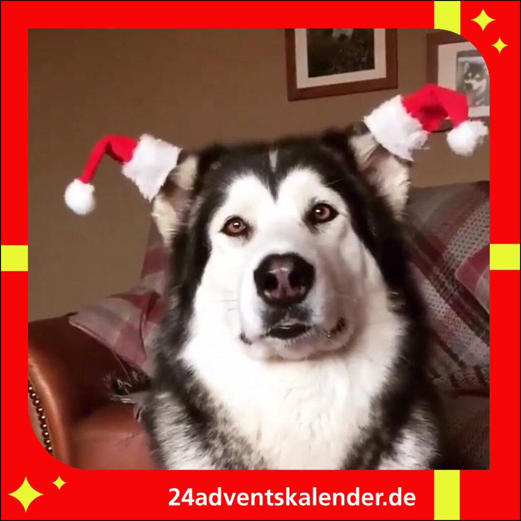 Den Hund zu Weihnachten witzig verkleidet, um die festliche Atmosphäre zu betonen.