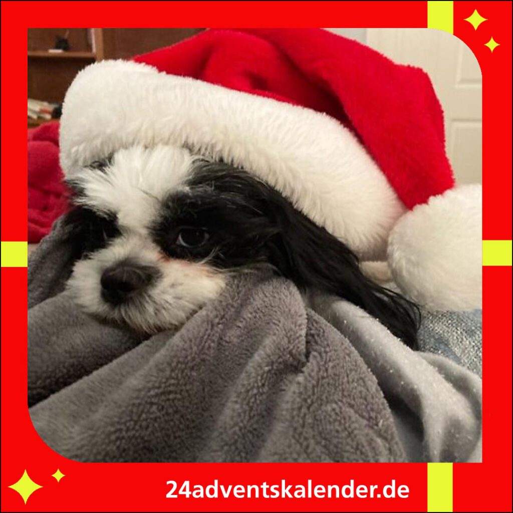 Weihnachten mit Hund im spassigen Rentierkostüm sorgt für amüsante Momente und viel Freude.