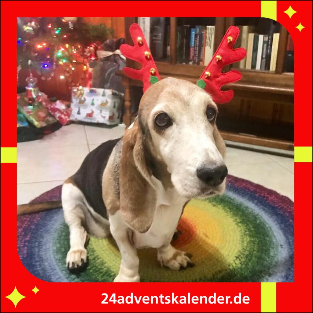 Weihnachten mit Hund als Rentier witzig verkleidet verbreitet eine besondere festliche Stimmung.