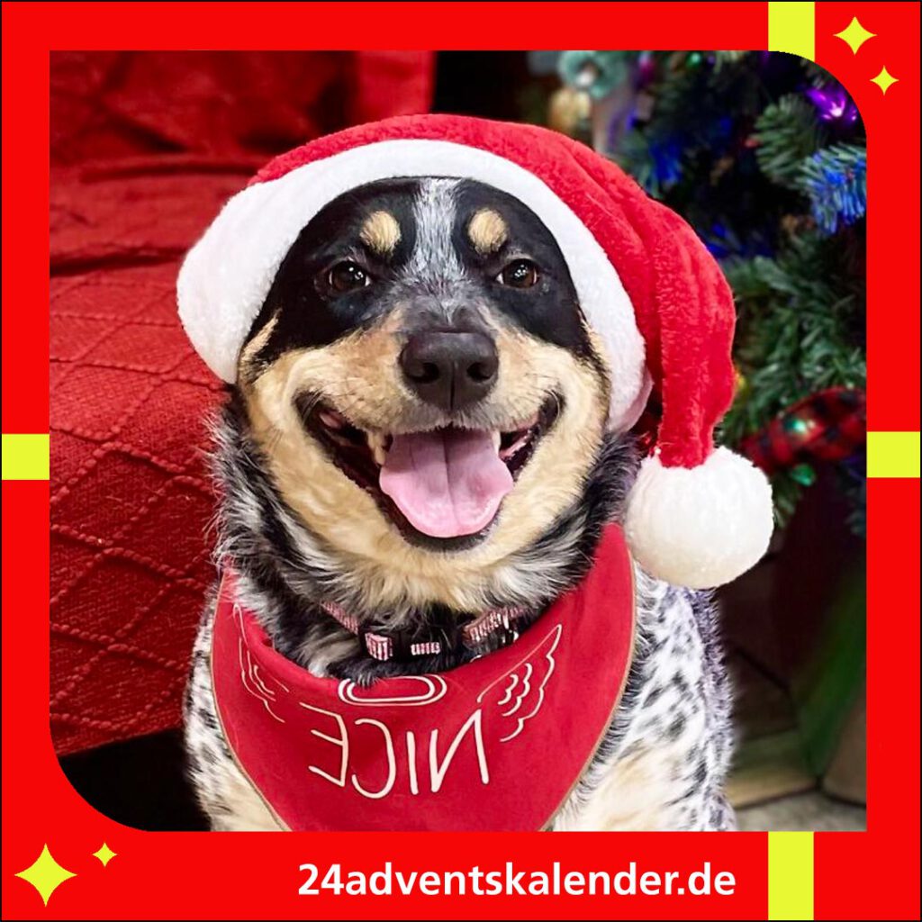 Hund mit spassiger Mütze in der Adventszeit sieht niedlich aus und bringt Weihnachtsstimmung.