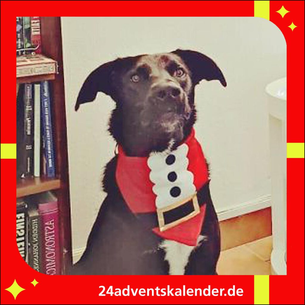 Zu Weihnachten den Hund witzig maskieren und gemeinsam mit ihm Fotos machen.