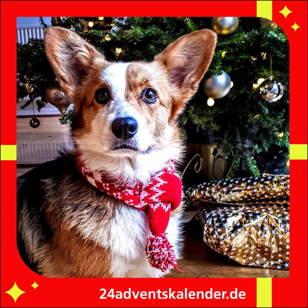 Hund lustig-maskiert mit Schall zu Weihnachten für ein herzerwärmendes Fest.