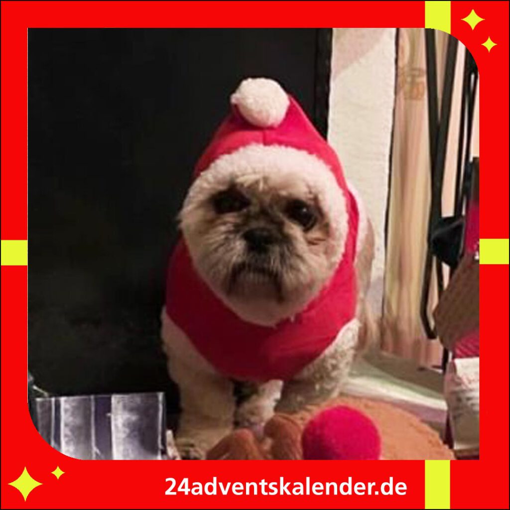 Hund gewitzt verkleidet im Kostüm zu Weihnachten und Spaß verbreiten.