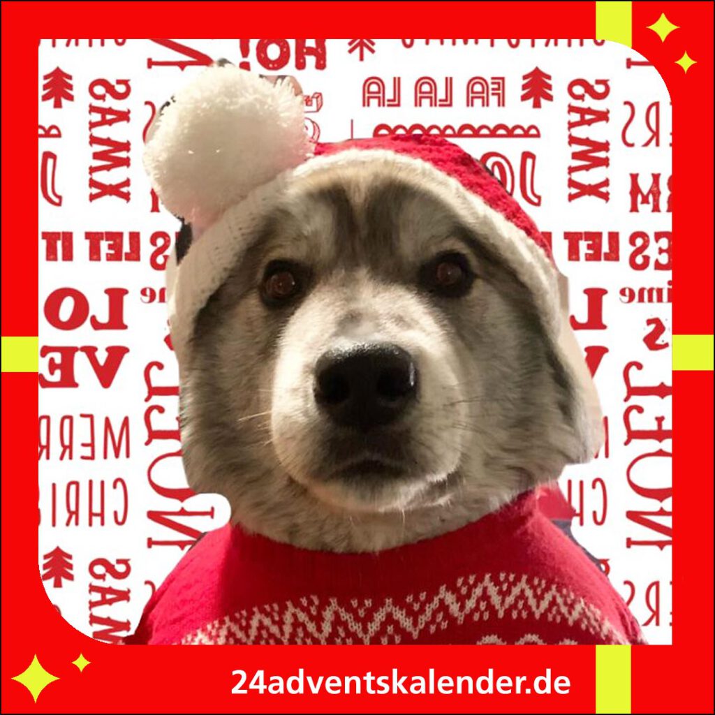 Hund in witziger Mütze am Weihnachten anziehen und fröhlich feiern.