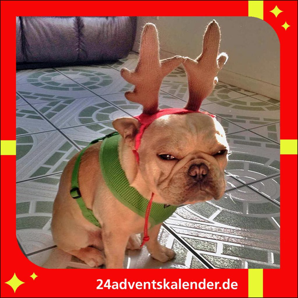 Hund in der Weihnachtszeit lustig kleiden, um die Festlichkeit zu unterstreichen.