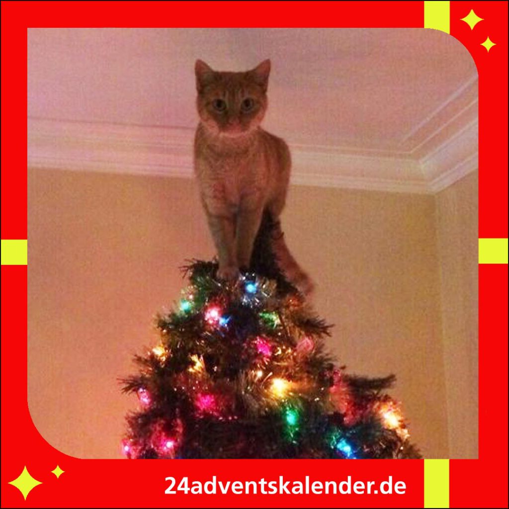 Ein lustiges Missgeschick: Die Katze schnappt sich den Stern aus dem Weihnachtsbaum.
