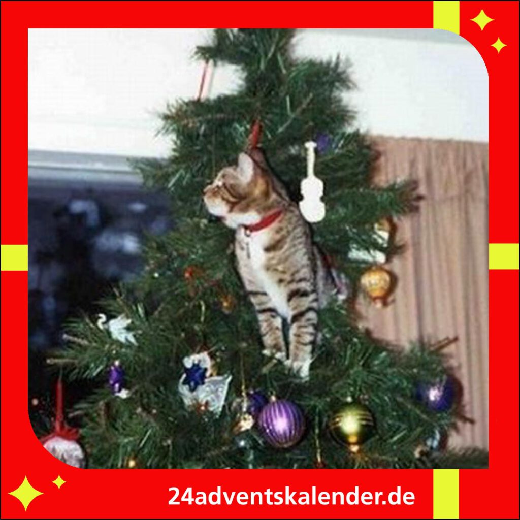 Der Kater ist ein Weihnachtsliebhaber und verbringt gerne Zeit im festlich geschmückten Baum.