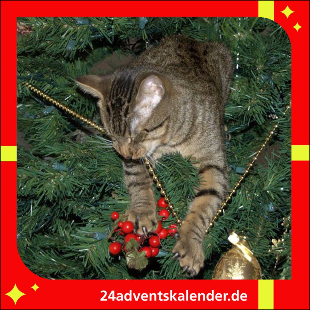 Eine amüsante Szene: Eine verspielte Katze im Weihnachtsbaum an Heiligabend.