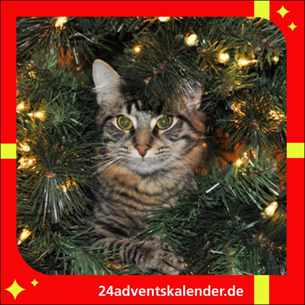 Der Weihnachtsbaum hält die Katze an Heiligabend in seinem Bann.