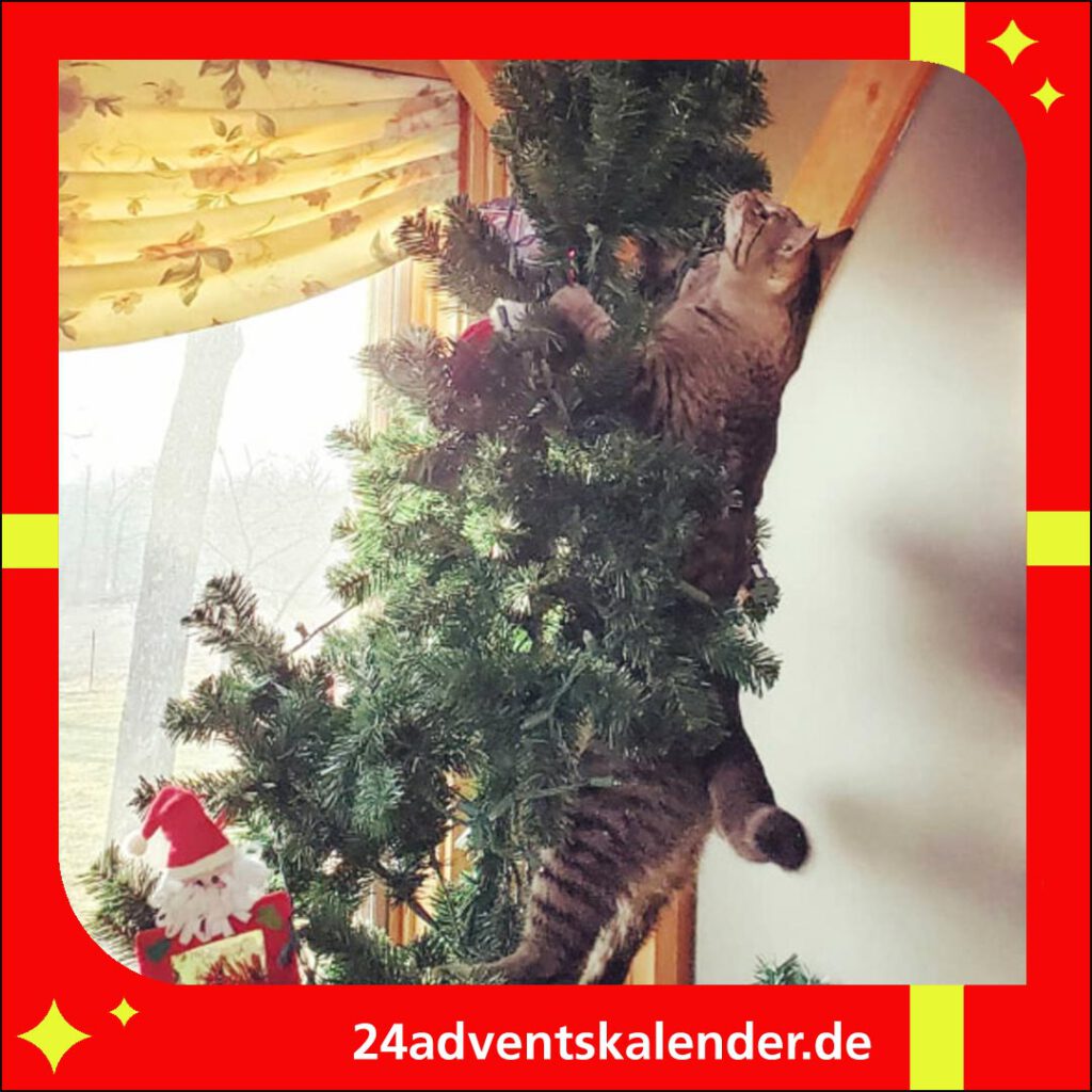 In der Tanne versteckt sich eine freche Katze an Weihnachten.