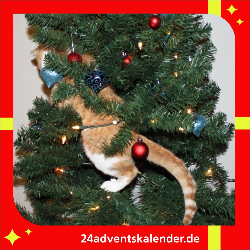 Zur Weihnachtszeit findet die Katze den Tannenbaum besonders amüsant und faszinierend.