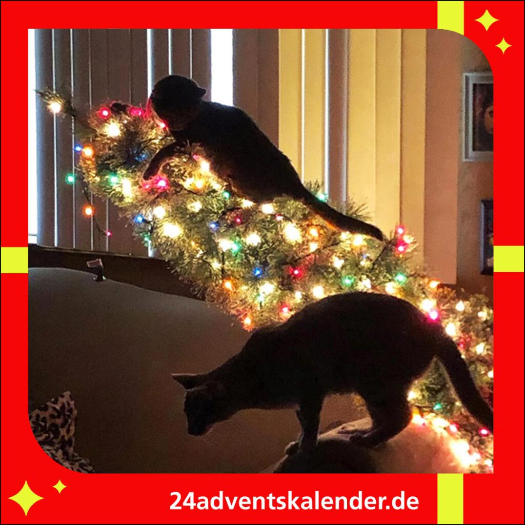 Die Katze ist von der Lichterkette im Weihnachtsbaum zu Weihnachten begeistert.