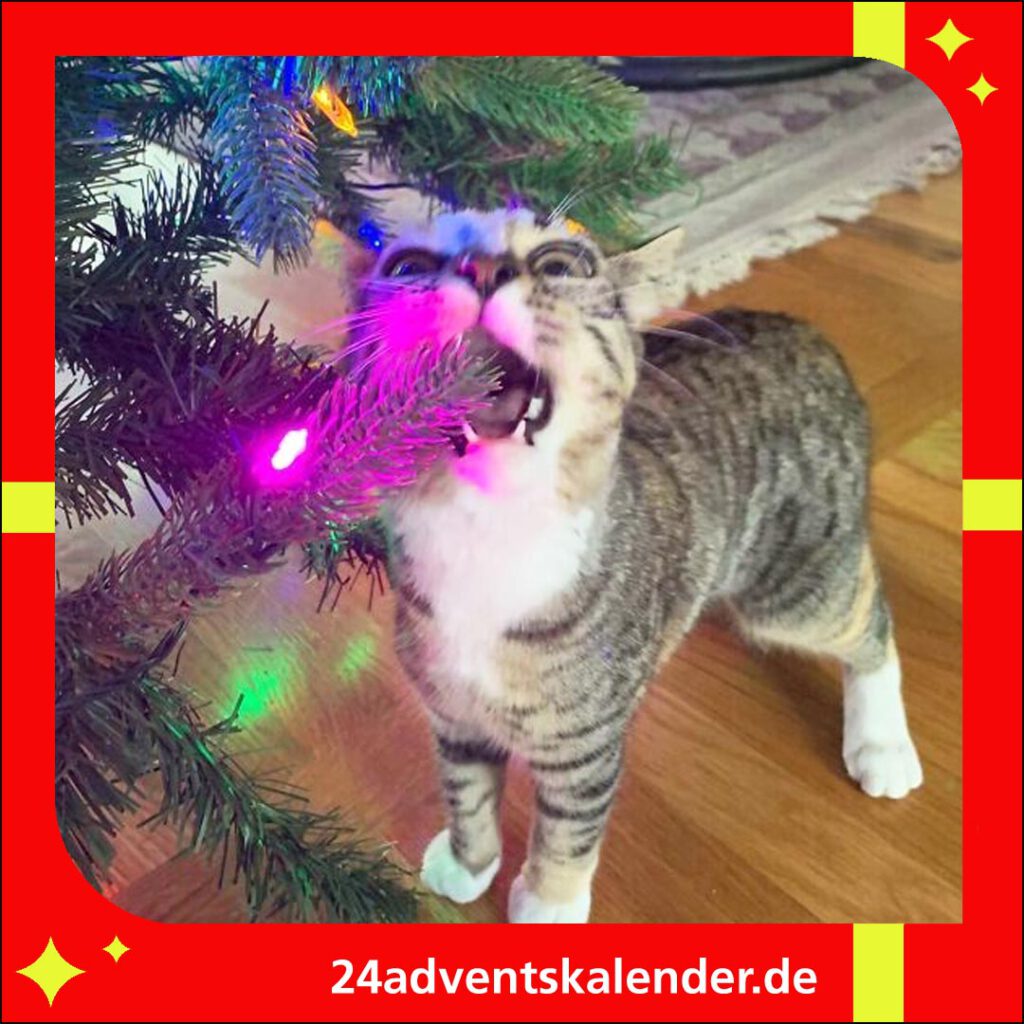 An Weihnachten sind Katzen oft hungrig und haben ein Auge auf den Weihnachtsbaum geworfen.
