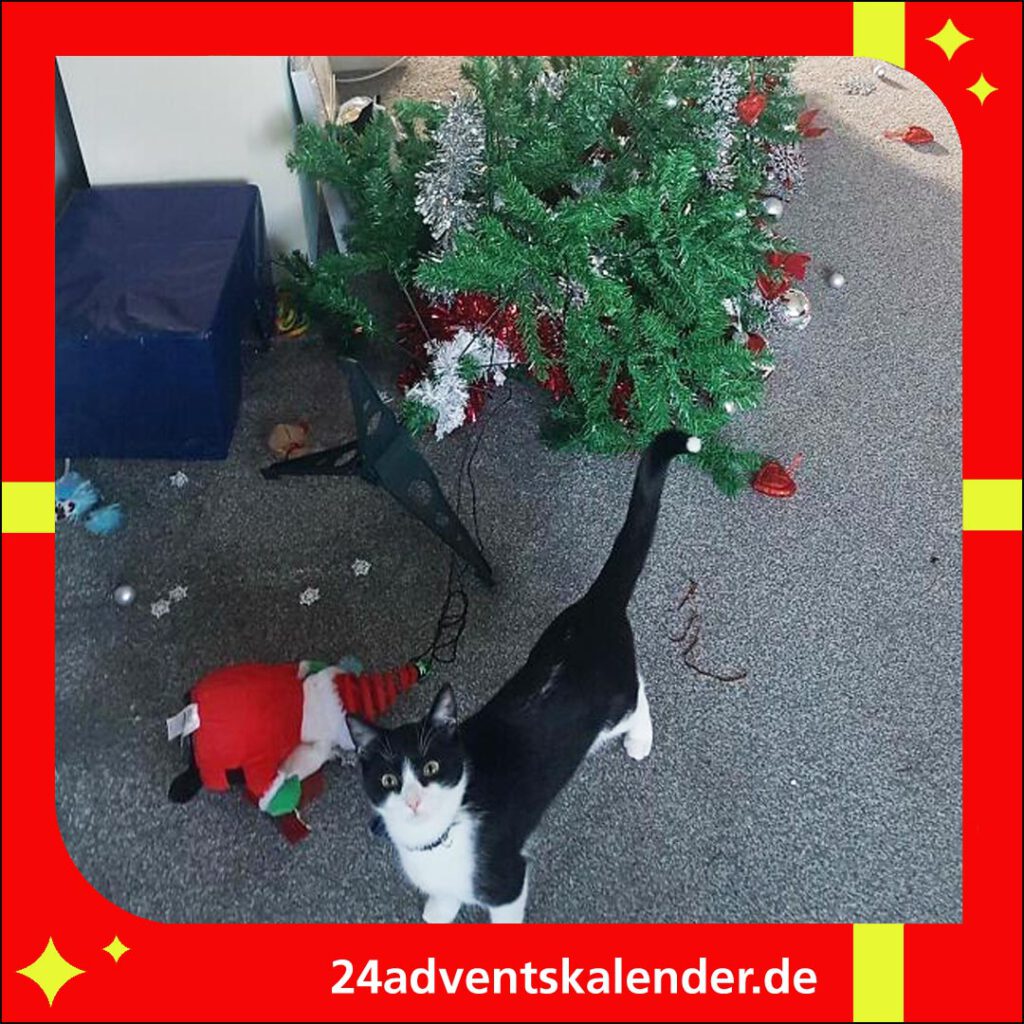 Die Katzen haben den Weihnachtsbaum am Festtag zerstört.