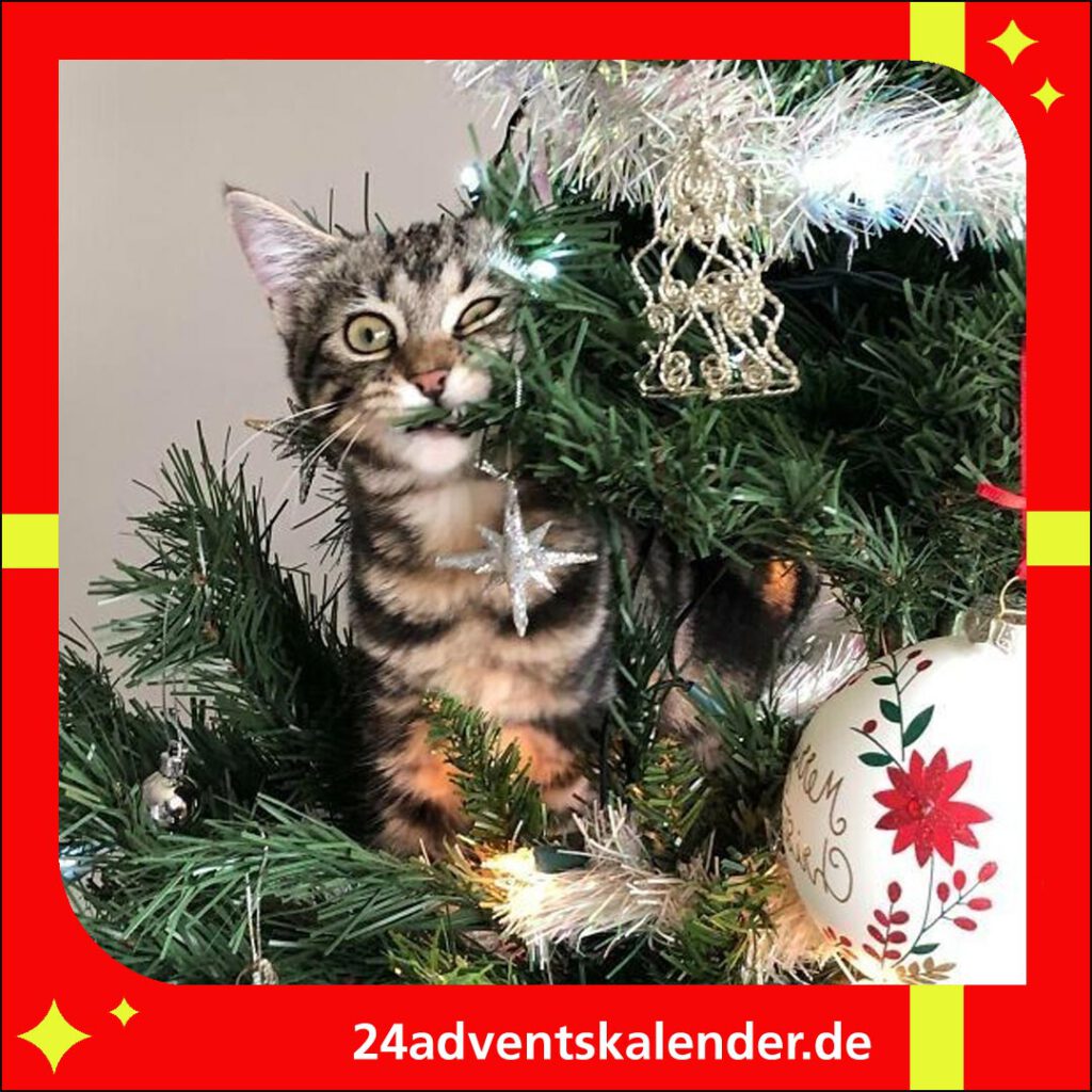 Kurz vor Weihnachten verstecken sich die Katzen gerne im Baum.
