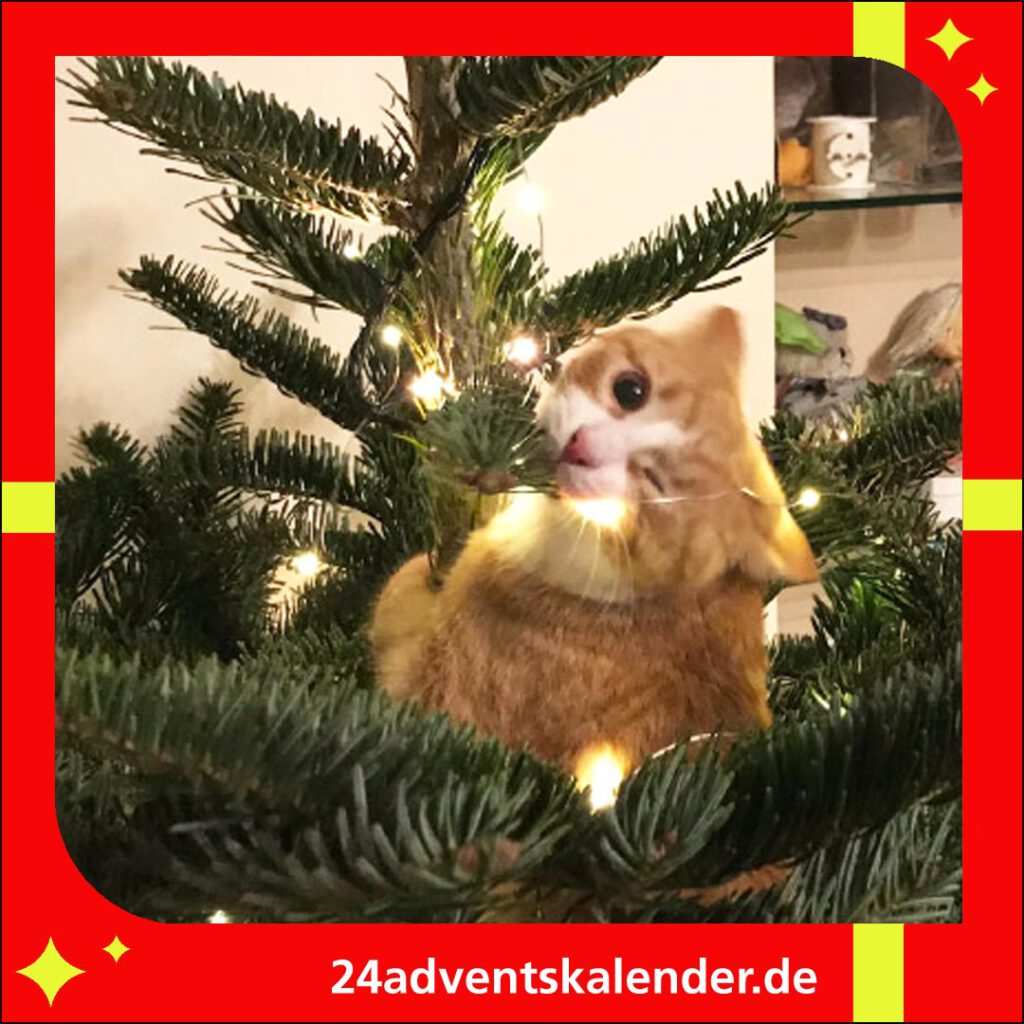 Die Katzen wählen den Weihnachtsbaum als bevorzugten Spielplatz.