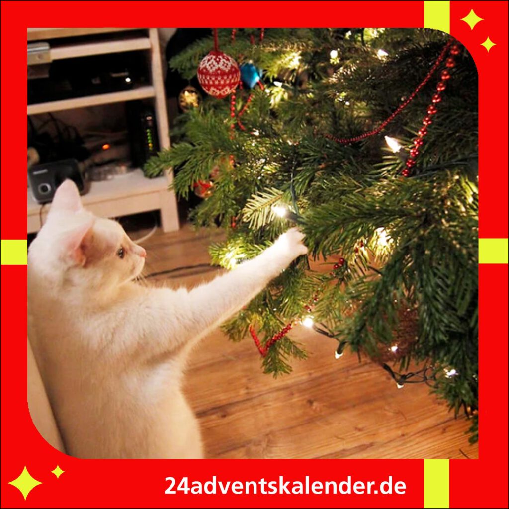 Die Katzen haben eine Schwäche für Weihnachtskugeln als Spielobjekte.