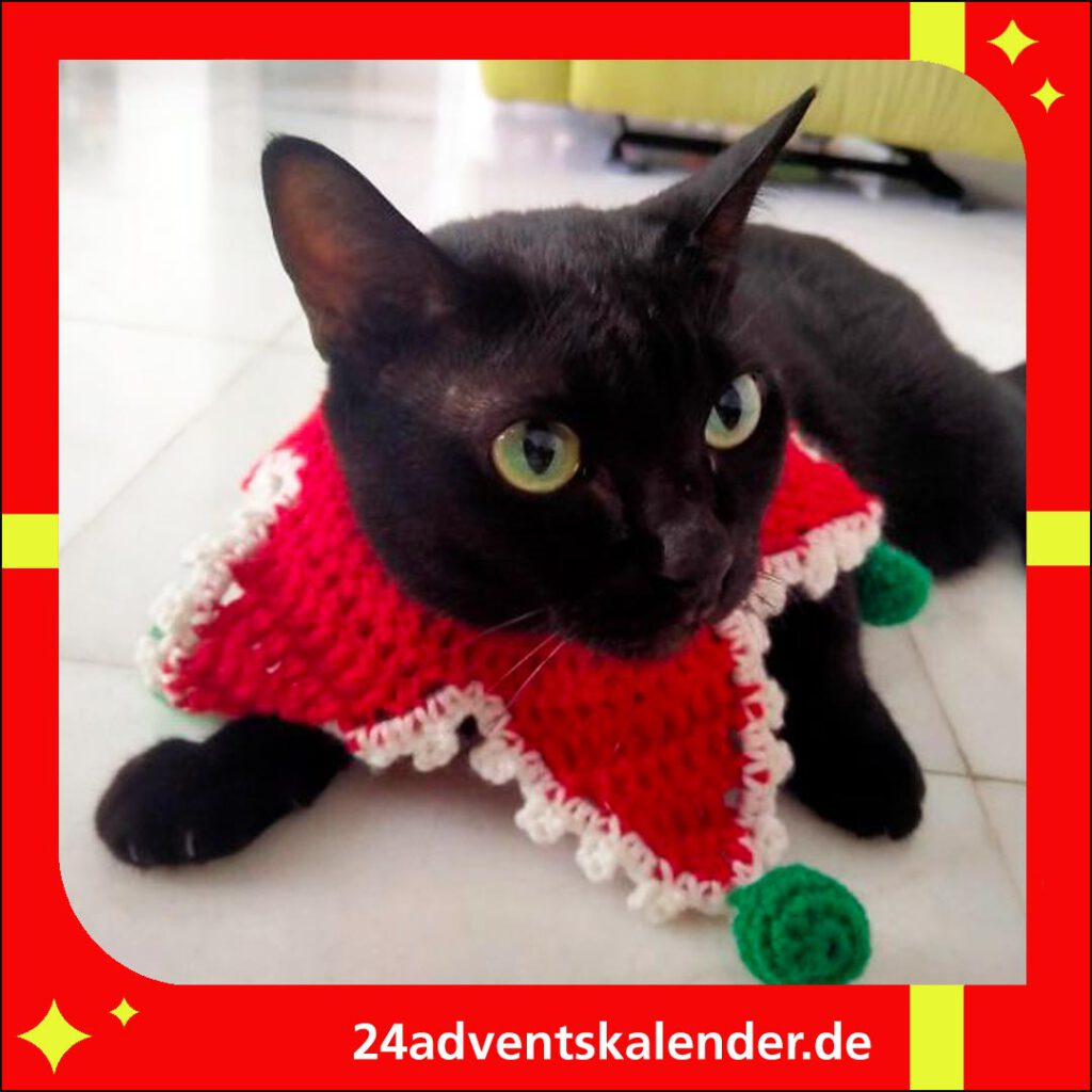 Katzen, verkleidet als Weihnachtswichtel, sorgen für festliche Stimmung an Heiligabend.