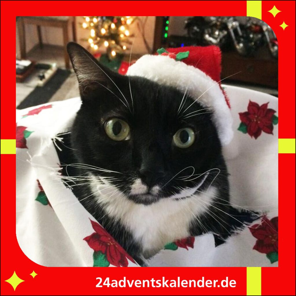 Katzen, die mit Nikolausmützen herumtollen, bringen festliche Freude in die Weihnachtszeit.